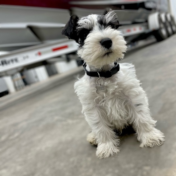 Meet your Posher, Leandra - Picture 8 of 13